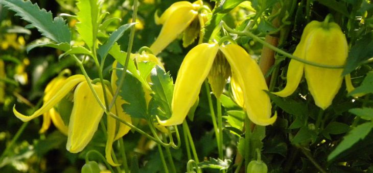 Клематис тангутский посадка и уход фото – Клематис тангутский Радар любви — характеристика и особенности посадки популярного сорта