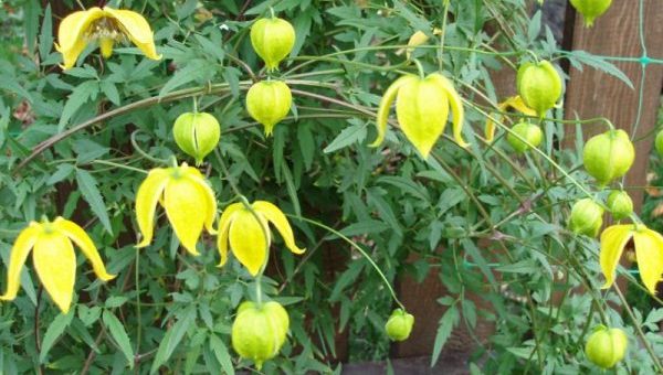 Клематис тунгусский выращивание из семян – Клематис тунгусский выращивание из семян. Клематис тангутский выращивание из семян и уход за саженцами