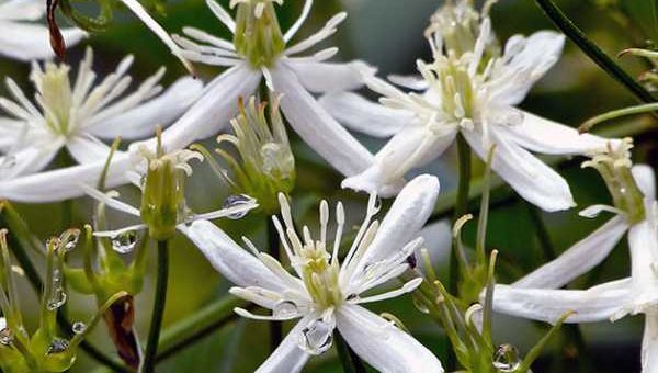 Клематис виноградолистный белый мелкоцветковый – особенности растения, агротехника, посадка, обрезка, сочетание с другими растениями, применение в ландшафтном дизайне