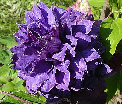 Клематис вивиан пеннел фото