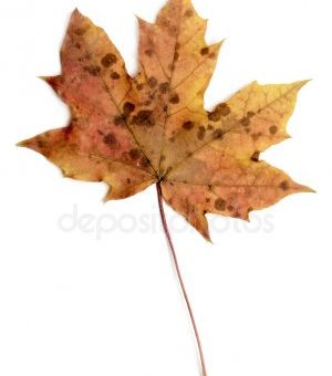 Кленовых листьев фото – Картинки кленовый лист красный осень, Стоковые Фотографии и Роялти-Фри Изображения кленовый лист красный осень