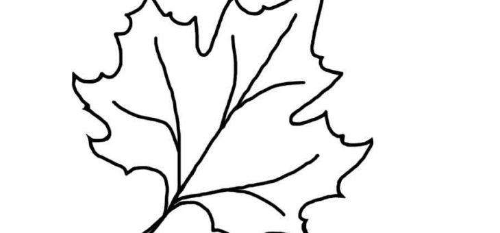 Кленовых листьев фото – Кленовый лист картинка раскраска. Распечатать рисунок кленового листа.