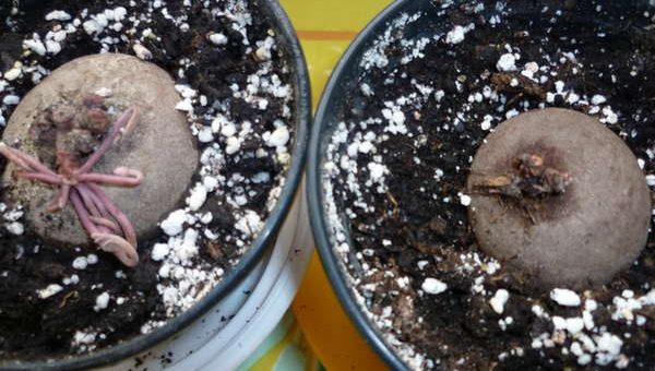 Клубни цикламена фото