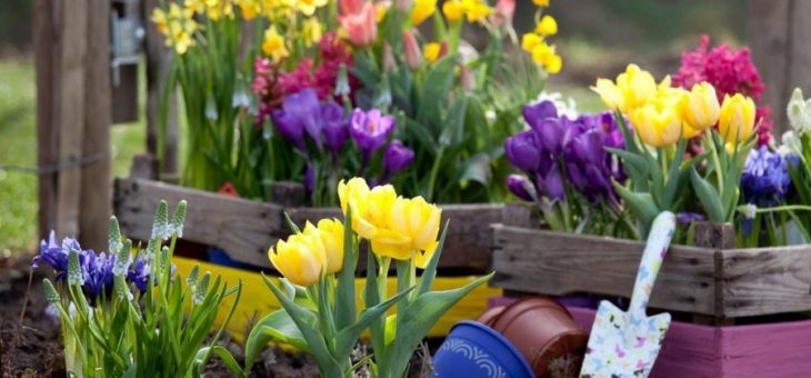 Клумба с цветами картинка – Клумбы из многолетников — 85 фото схем посадки и особенности непрерывного цветения