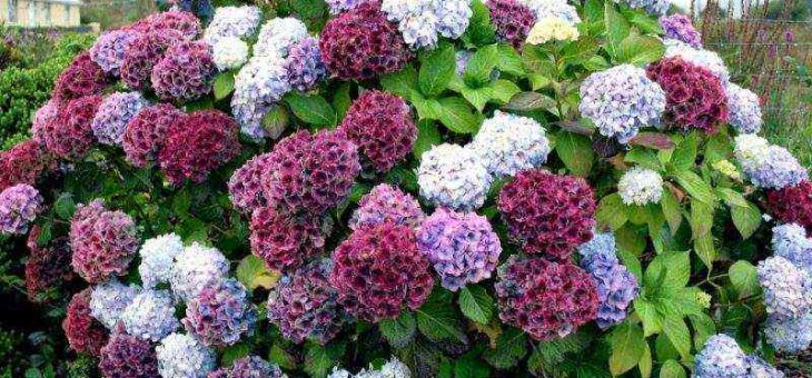 Клумбы с гортензией – посадка и уход в открытом грунте, фото, сорта, размножение, выращивание и сочетание в ландшафтном дизайне