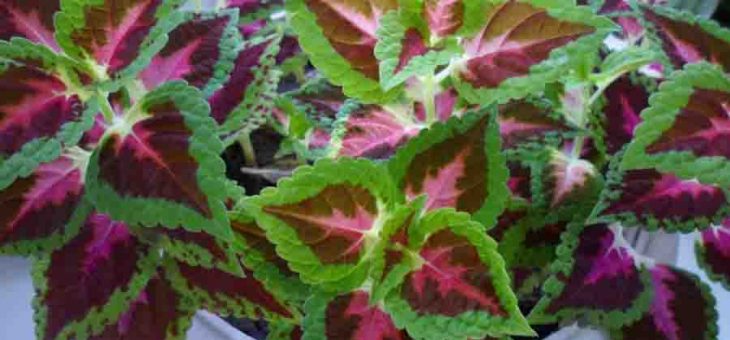 Колеус цветы – Колеус, уход, выращивание, обрезка, посадка. Колеус всё о растении. Колеус фото.