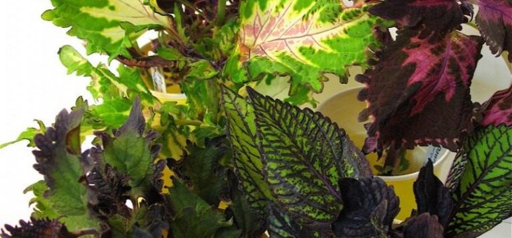 Колеус многолетний – Колеус. Посадка, уход, размножение. Комнатные, садовые растения. Декоративно-лиственные. Цветы. Фото. — Ботаничка.ru