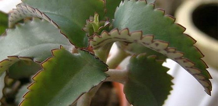 Колонхолия цветок уход фото лечебные свойства – Как лечиться каланхоэ — химический состав и область применения, целебные свойства и противопоказания