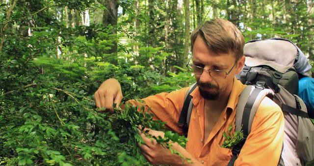 Колхидский самшит фото – На пороге экокатастрофы. В Адыгее практически уничтожен самшит колхидский | Общество: Природа | ОБЩЕСТВО
