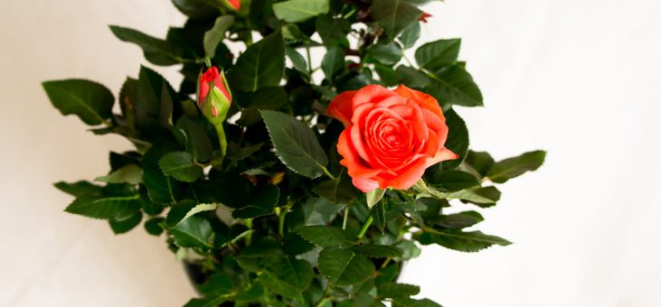 Комнатная роза чайная – фото как цветет, уход в саду, почему так называется, как выглядит, выращивание комнатной дома, посадка