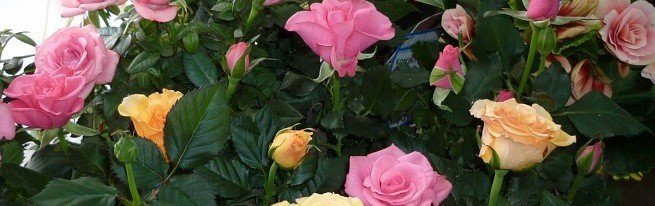 Комнатная роза фото и названия – правила посадки, оптимальные условия выращивания, особенности ухода, агротехника летом, осенью, зимой, весной