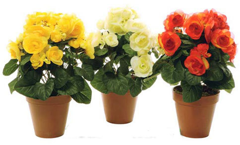 Комнатные цветы розы и уход за ними