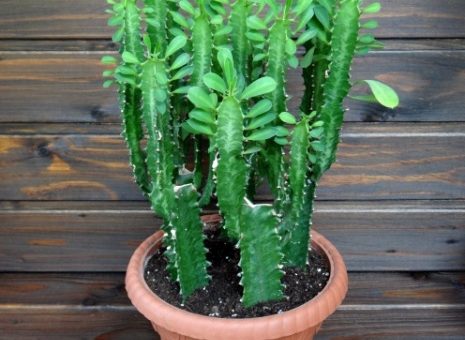 Комнатные суккуленты фото