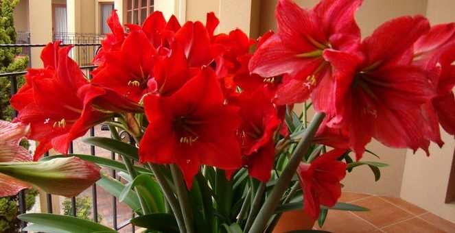 Комнатный цветок гиппеаструм – фото, уход в домашних условиях, сорта, посадка, размножение гиппеаструма