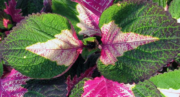 Комнатный колеус – Колеус – уход в домашних условиях. особенности выращивания колеуса: полив, подкормка, вредители