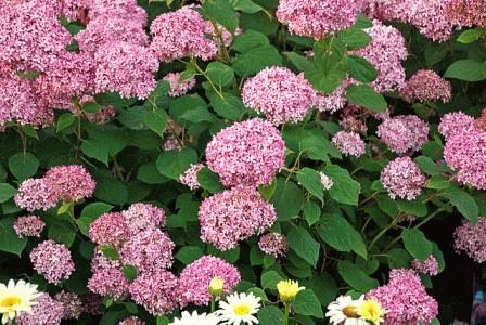 Композиции с гортензией – Гортензия садовая — виды с фото, когда сажать и пересаживать, размножение черенками и подготовка осенью к зиме, болезни и удобрения, цена и где купить в Москве и СПб