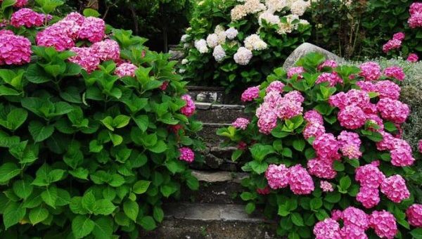 Композиция с гортензией – видео-инструкция по уходу своими руками, особенности выращивания, дизайн, фото