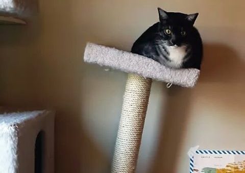 Кошачий домик с когтеточкой своими руками – когтедралка из дерева, дряпка с домиком пошагово, когтедралка на стену, чесалка, точилка, столбик