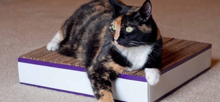 Кошки из дерева своими руками – когтедралка из дерева, дряпка с домиком пошагово, когтедралка на стену, чесалка, точилка, столбик