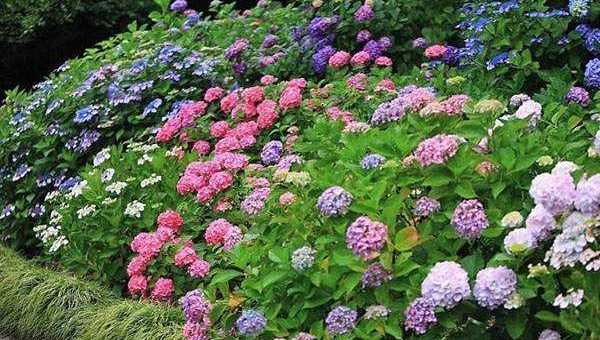 Красная гортензия – посадка и уход в открытом грунте, фото, сорта, размножение, выращивание и сочетание в ландшафтном дизайне
