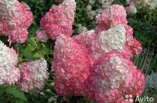 Красная метельчатая гортензия – Гортензия метельчатая — сорта, фото в ландшафтном дизайне, цена семян и где купить в Москве и СПб