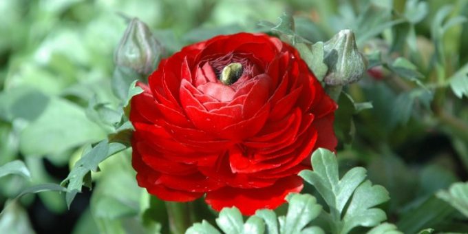 Красная хризантема – Символом чего являются красные хризантемы 🚩 желтые хризантемы символ 🚩 Разное