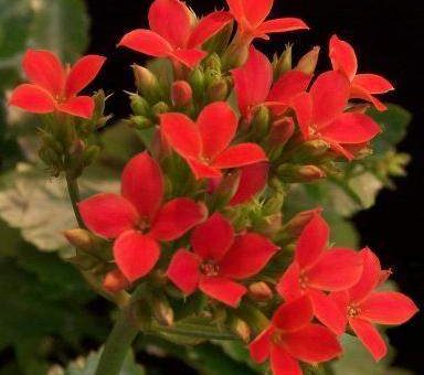 Красный каланхоэ фото