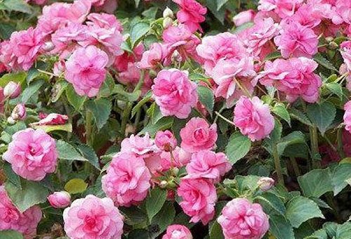 Красный махровый бальзамин – описание и фото сортов Афина и Уоллера, выращивание и уход в домашних условиях, способы размножения, болезни и вредители