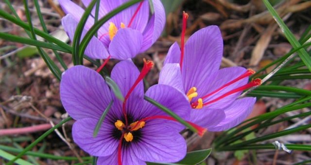 Крокус шафран фото – Шафран посевной Осеннецветущий крокус посевной (Crocus sativus) Виды садовых растений