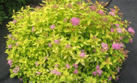 Куст японская спирея – Спирея японская — описание растения. Как правильно вырастить спирею на даче? растения для ландшафтного дизайна