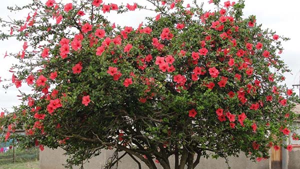 Кустарник гибискус фото