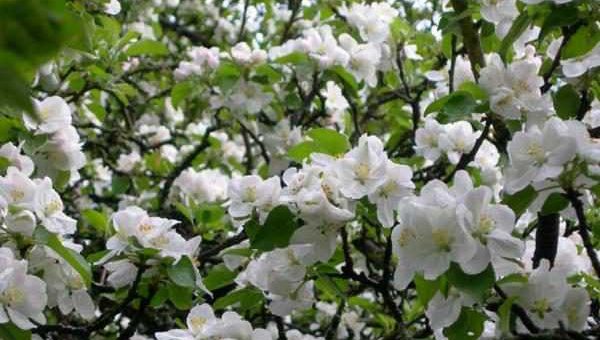 Кустарник жасмин махровый фото – Чубушник жасмин — описание и характеристики, виды и сорта с фото в ландшафтном дизайне, цена семян и где купить в Москве и СПб