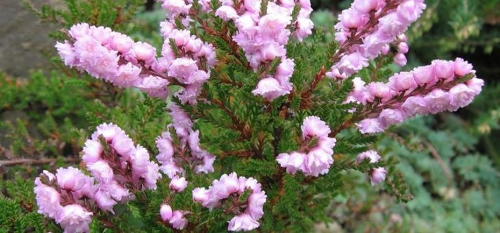 Кустарники декоративные с белыми цветами фото и названия – Кустарные растения названия. Цветущие кустарники многолетники с фото и названиями.