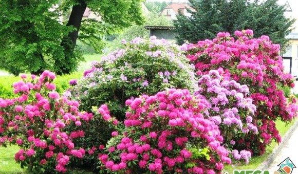 Кустарники красивые – Самые популярные цветущие кустарники для сада и правила их выращивания