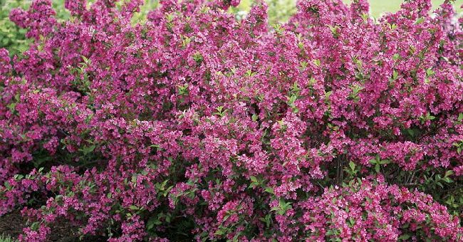 Кустарники с фото и названием – Кустарники для дачи: морозоустойчивые и декоративные фото, названия, описание