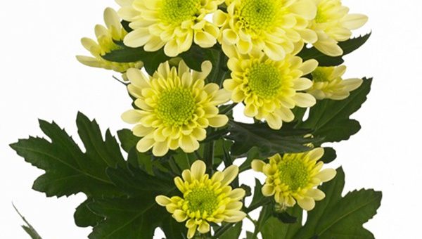 Кустовая хризантема радость – Кустовая хризантема кремовая Радость кремовая (Radost cream).Купить недорого кустовые хризантемы, букет хризантем с доставкой