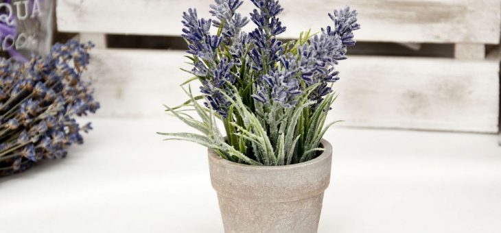 Лаванда цветок в домашних условиях – Лаванда в горшке — выращивание, как ухаживать за лавандой в горшке в домашних условиях