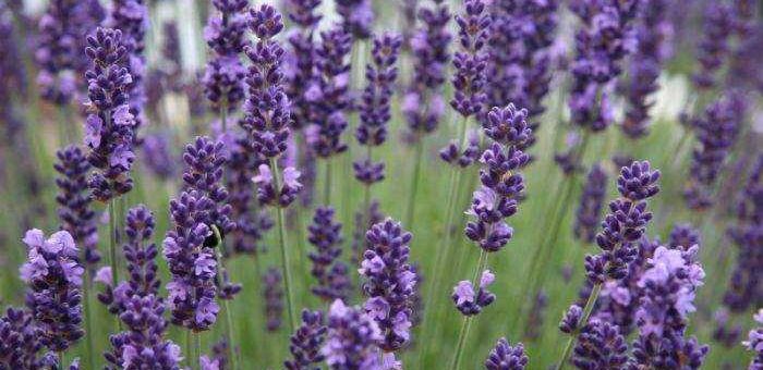 Лаванда фото цветов на даче – посадка в открытый грунт в саду, в домашних условиях, в Подмосковье, в Ленинградской области, размножение цветка, уход