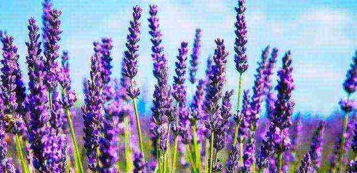 Лаванда фото посадка и уход – посадка в открытый грунт в саду, в домашних условиях, в Подмосковье, в Ленинградской области, размножение цветка, уход