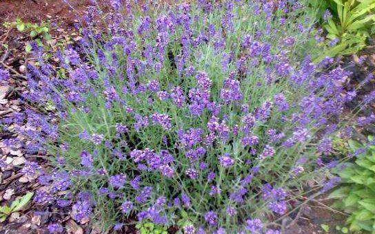 Лаванда в саду фото – посадка в открытый грунт в саду, в домашних условиях, в Подмосковье, в Ленинградской области, размножение цветка, уход