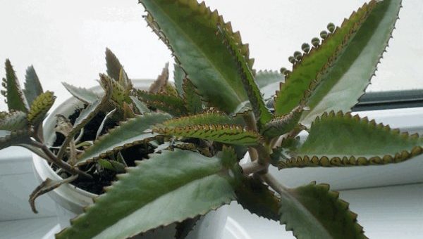 Лечебные виды каланхоэ – применение в народной медицине, косметологии, способы, рецепты, противопоказания, приготовление сока из листьев