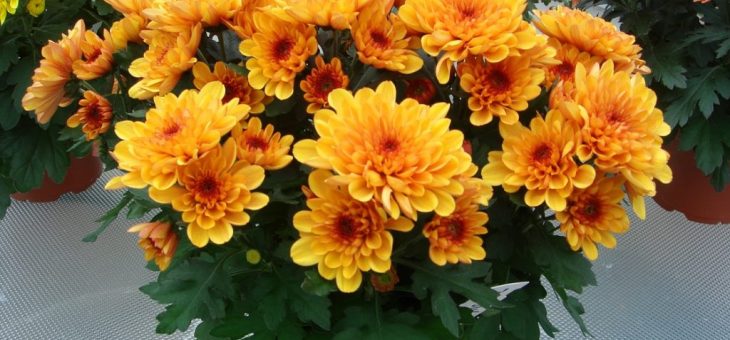 Летняя хризантема – классификация, характеристика популярных сортов, особенности посадки и ухода, способы размножения, применение в дизайне участка