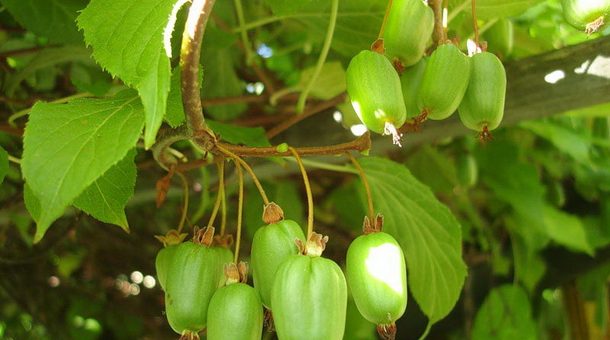 Лиана актинидия фото – Актинидия коломикта: выращивание, посадка, сорта актинидии. Полезные свойства плодов актинидий.