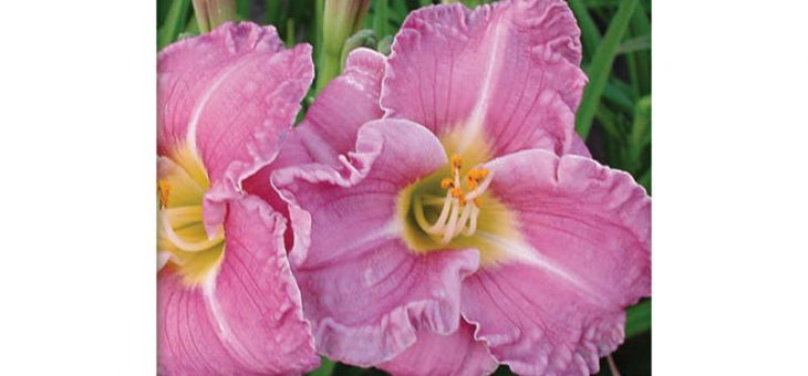 Лилейник фото романтик роуз – ЛИЛЕЙНИК РОМАНТИК РОУЗ карточка — Лилейник — Многолетники — Посадочный материал — Ассортимент наших магазинов