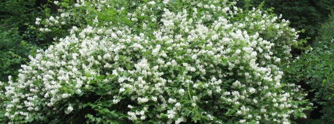 Листья чубушник – Чубушник (Ложный жасмин) — описание, размножение, уход, посадка, фото, применение в саду, сорта и виды