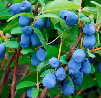 Листья жимолость фото – Жимолость съедобная, полезные свойства, фото, применение-Лечение травами, рецепты народной медицины