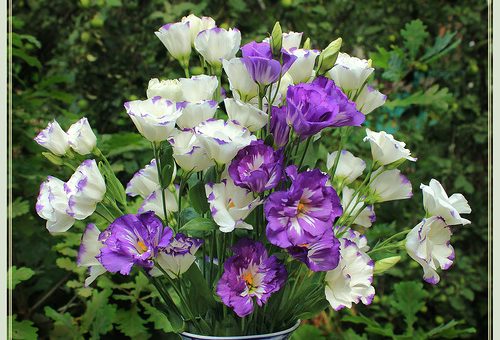 Лизиантус фото эустома