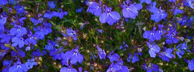 Лобелии фото – описание с фото, сорта цветка (ампельная, многолетняя, сапфир, голубой бриз, император Вилли, кардинальская, каскадная, кустовая, ласточкино гнездо и прочие), посадка и уход, выращивание из семян рассады в домашних условиях, пикировка в грунт и прочие советы с видео