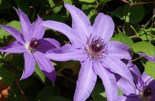 Ломонос растение фото – Клематис. Ломонос. Уход, выращивание, размножение. Декоративно-цветущие. Садовые растения. Лианы. На опоре. Цветы. Фото. — Ботаничка.ru