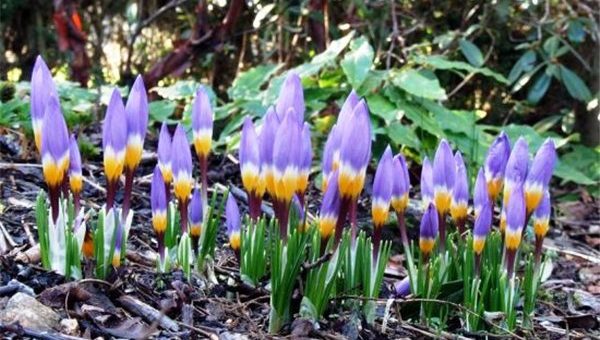 Луковица крокуса фото – Крокусы: выращиваем луковичные в саду. Посадка и уход за крокусами – лучшими весенними первоцветами (фото)